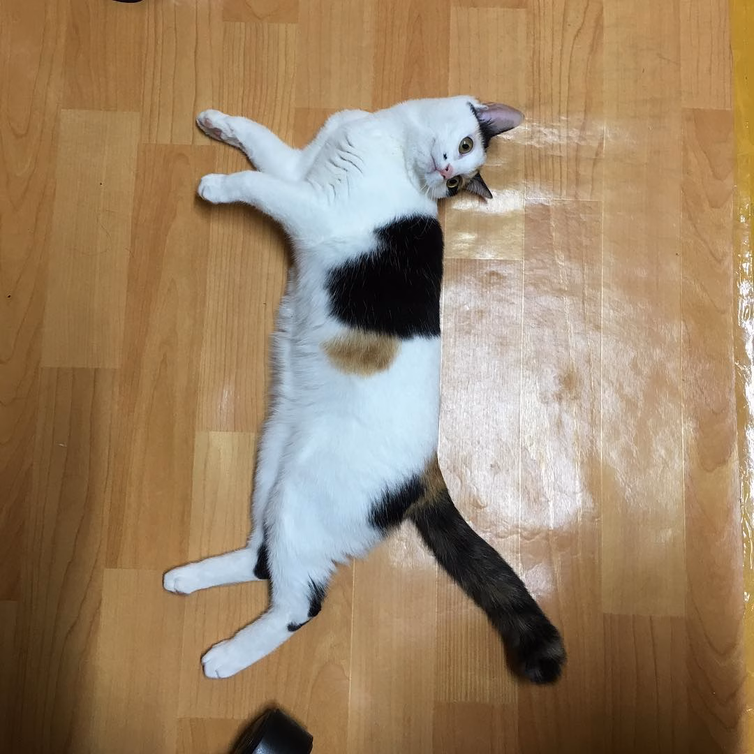 집사야 놀자!!