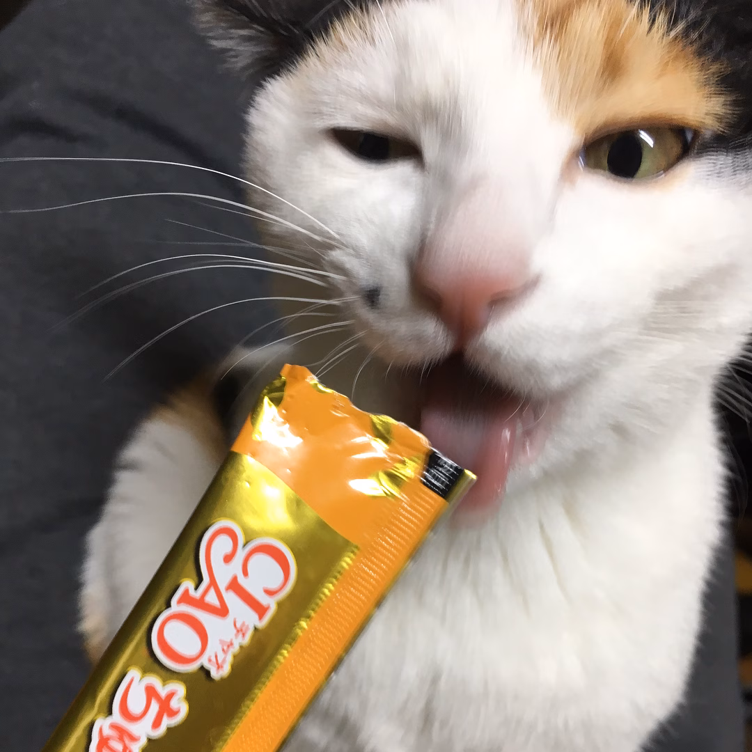 츄르 중독..