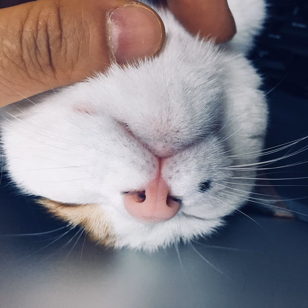 냥 턱 쓰담..