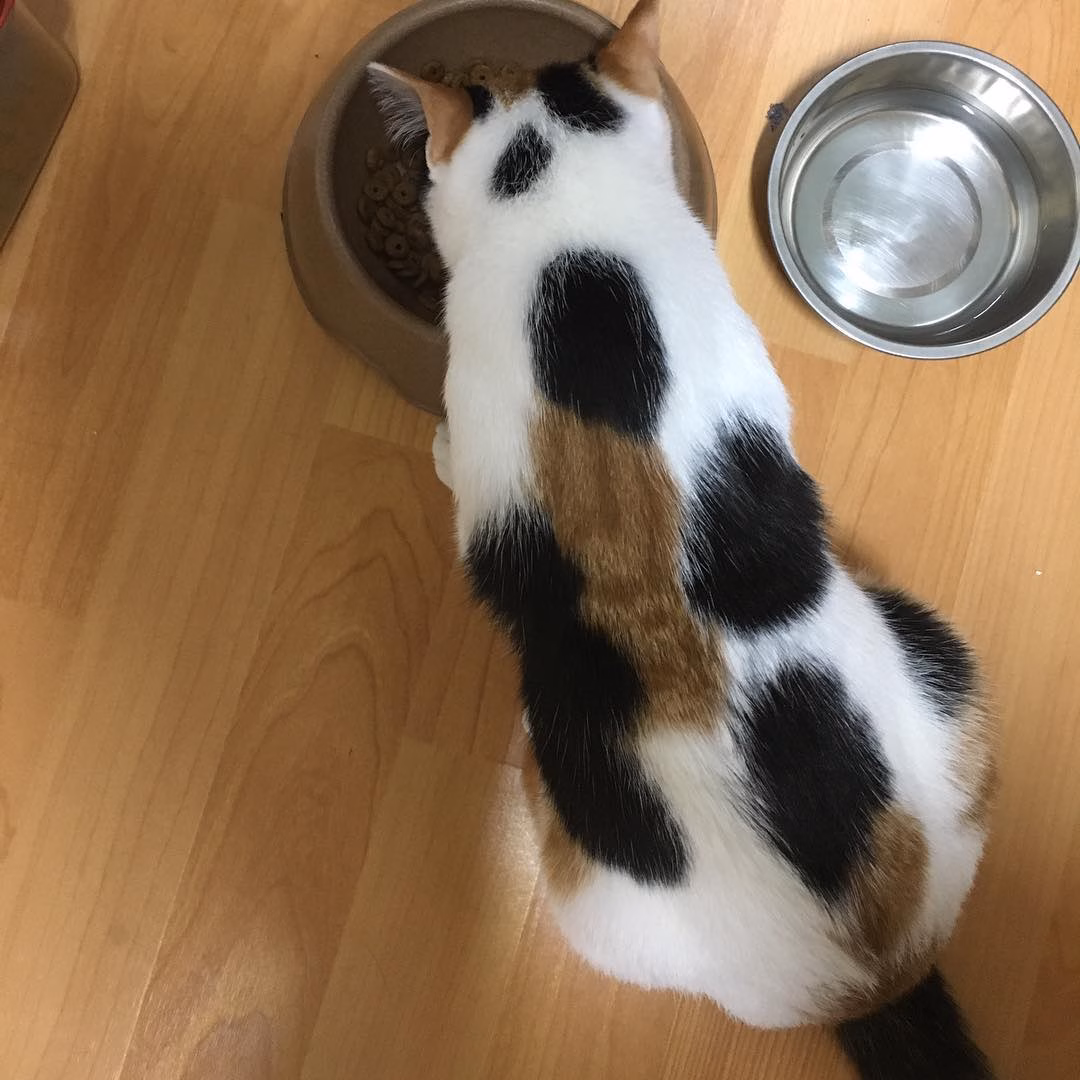 돼냥이!!