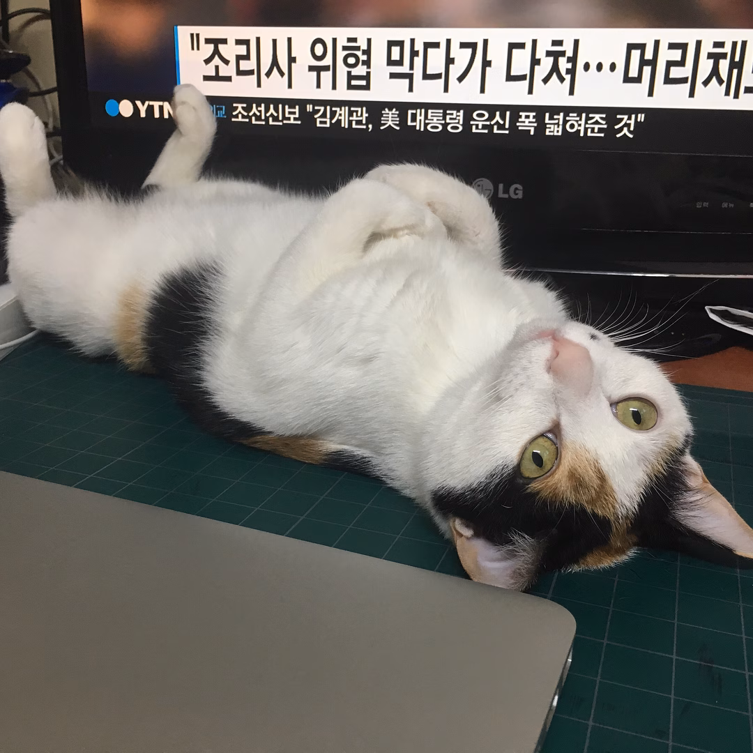 배 째!!