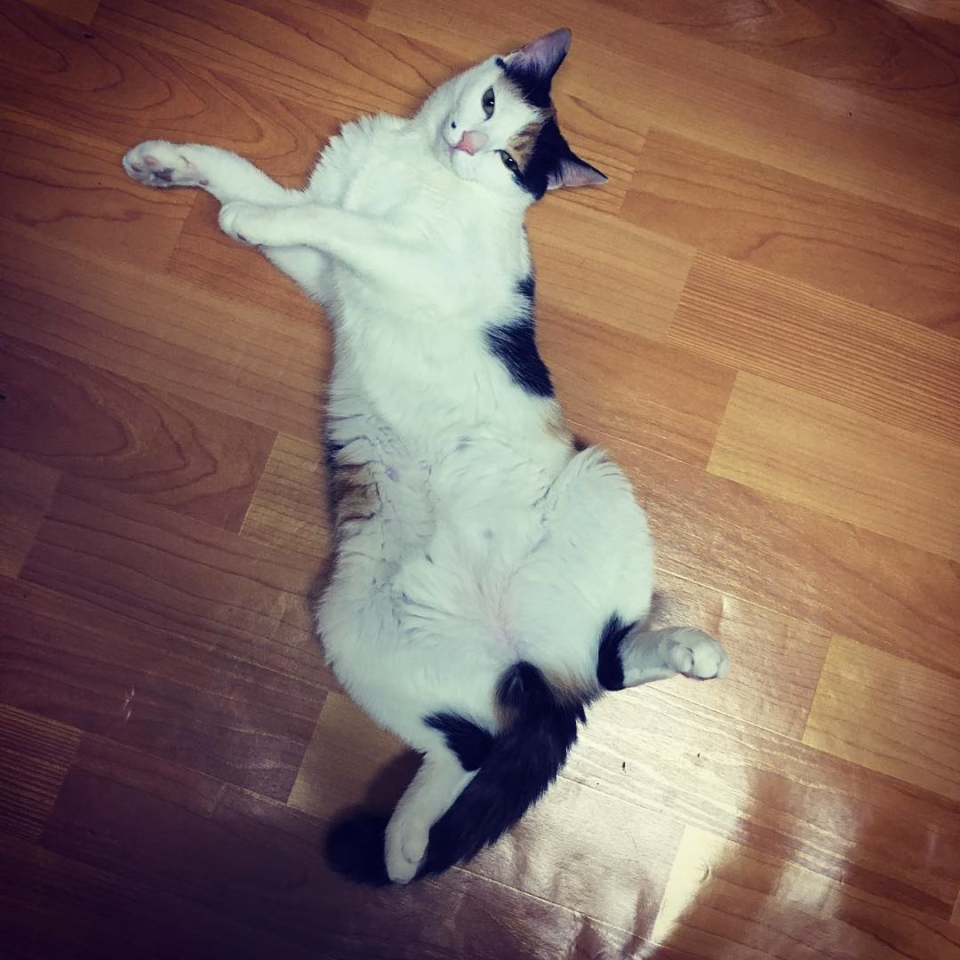 울라울라~