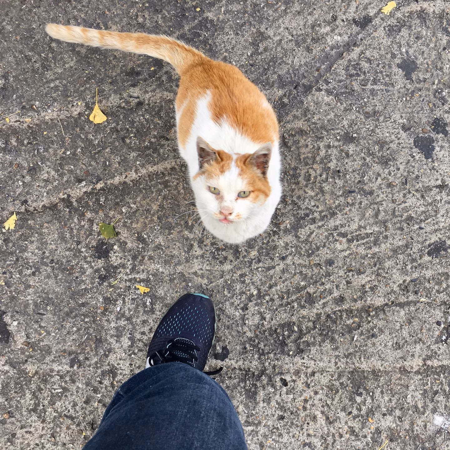 고양이 꼬이는 체질??