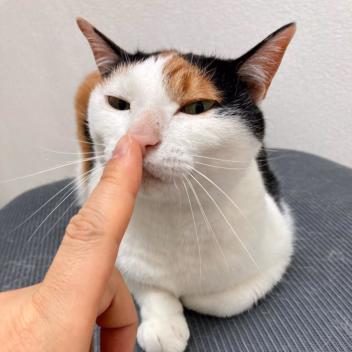시침 떼기