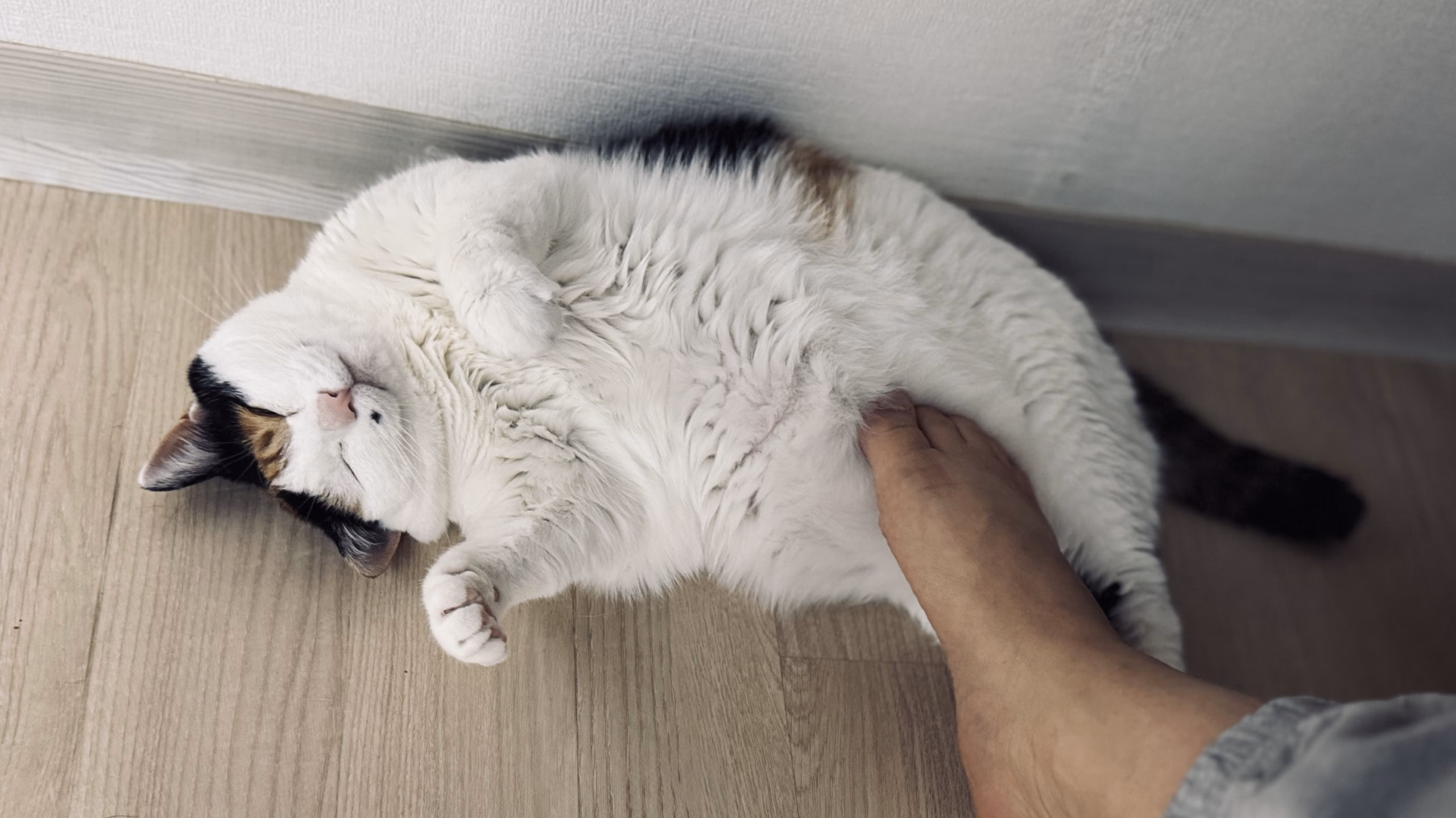 부드러운 촉감.. 깨지마라..