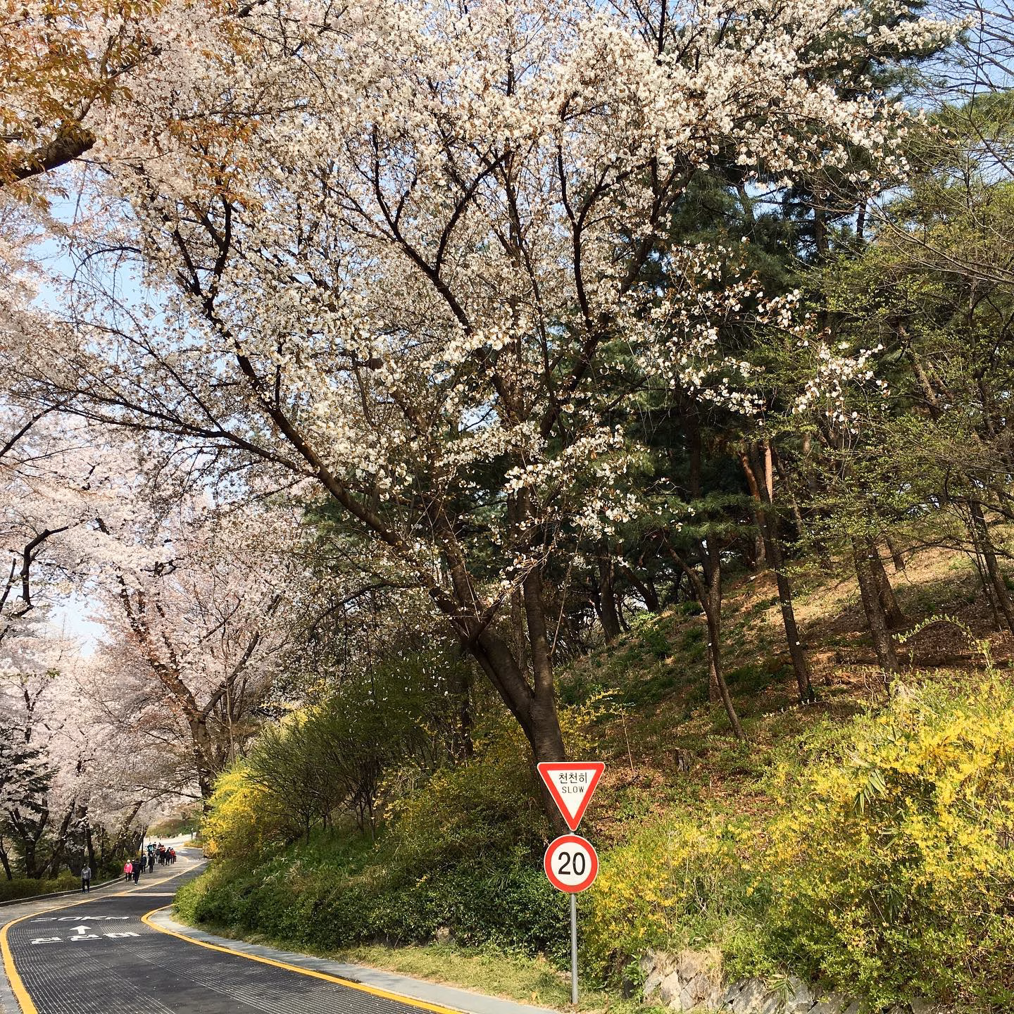 벗꽃 라이딩