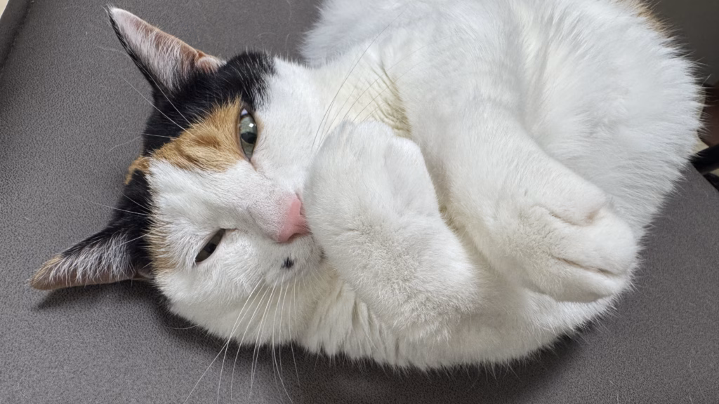 랩 하는 복자..