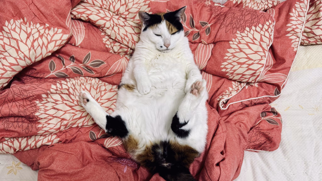 너무 노골적인 자세로 꼬시는중